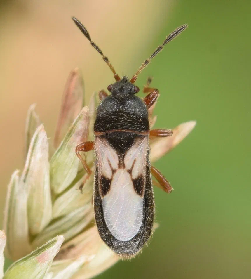 Chinch bugs