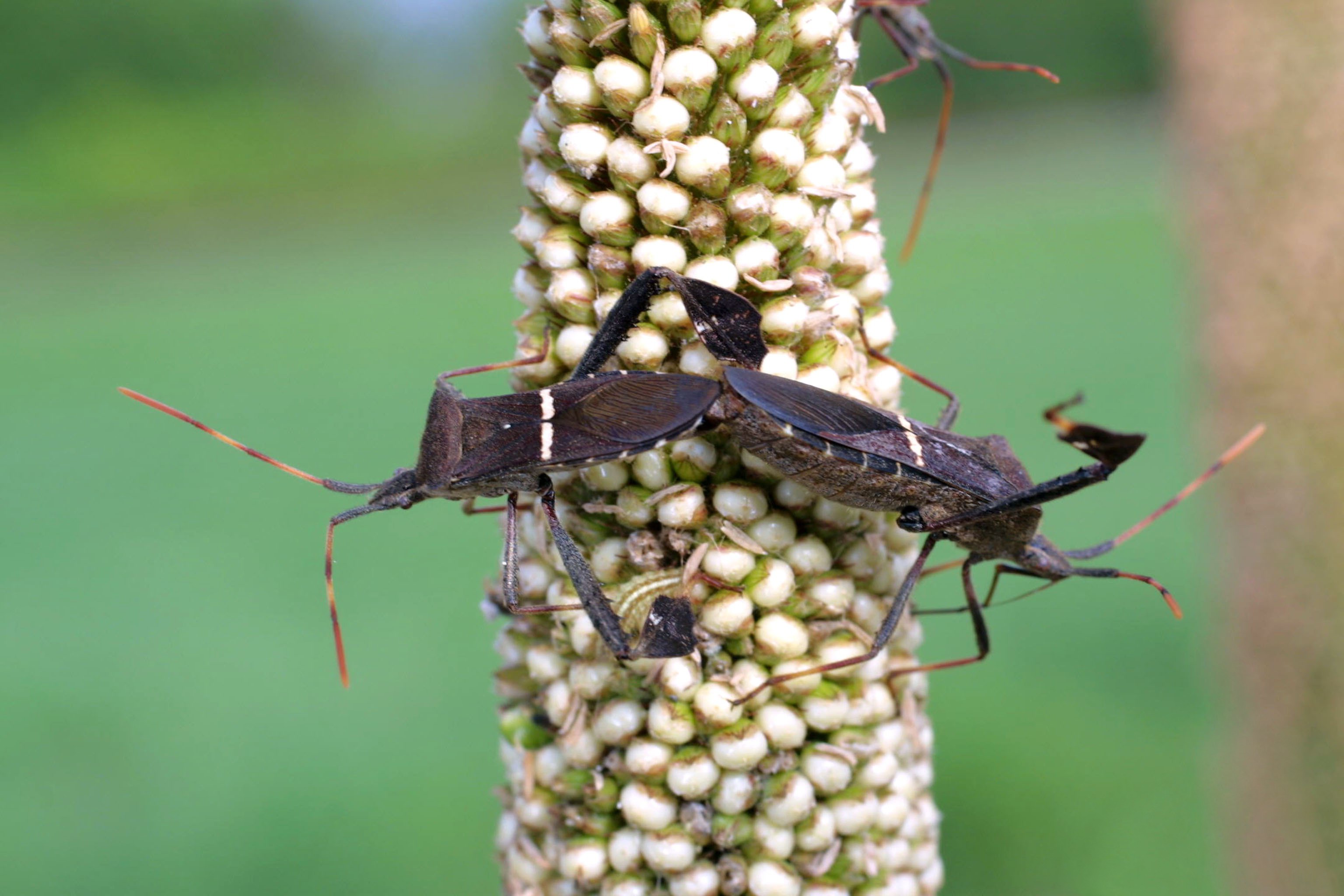 Leaf footed bugs