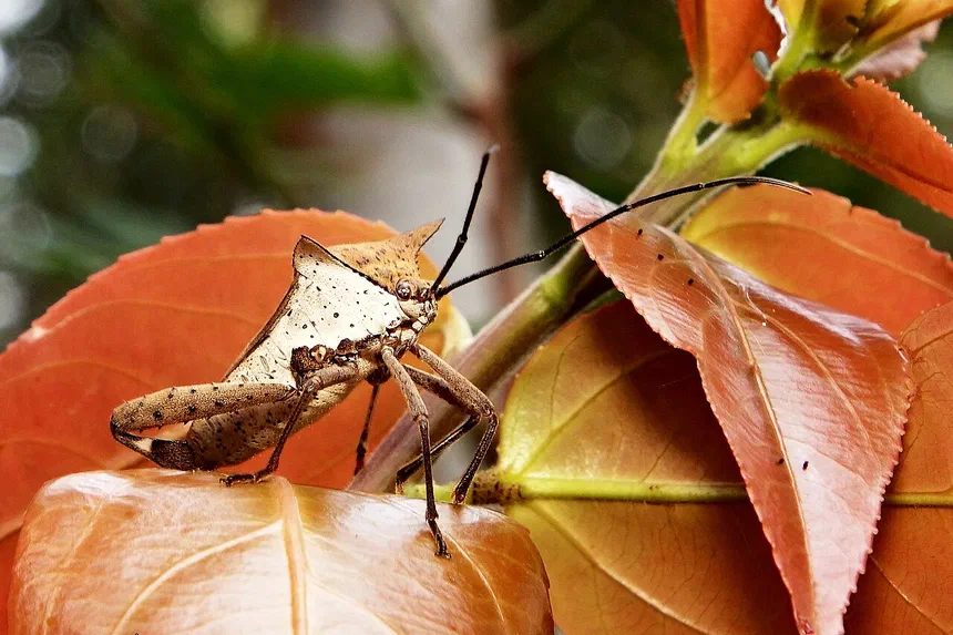 Leaf footed bugs