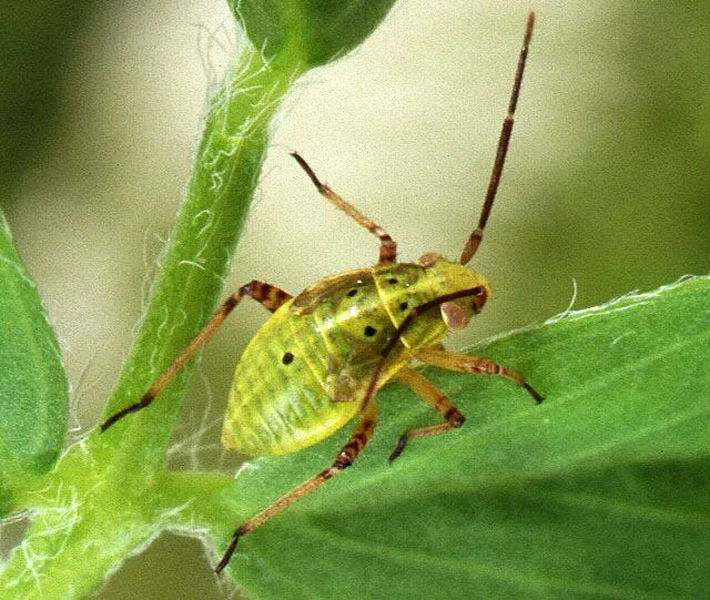 Plant bugs