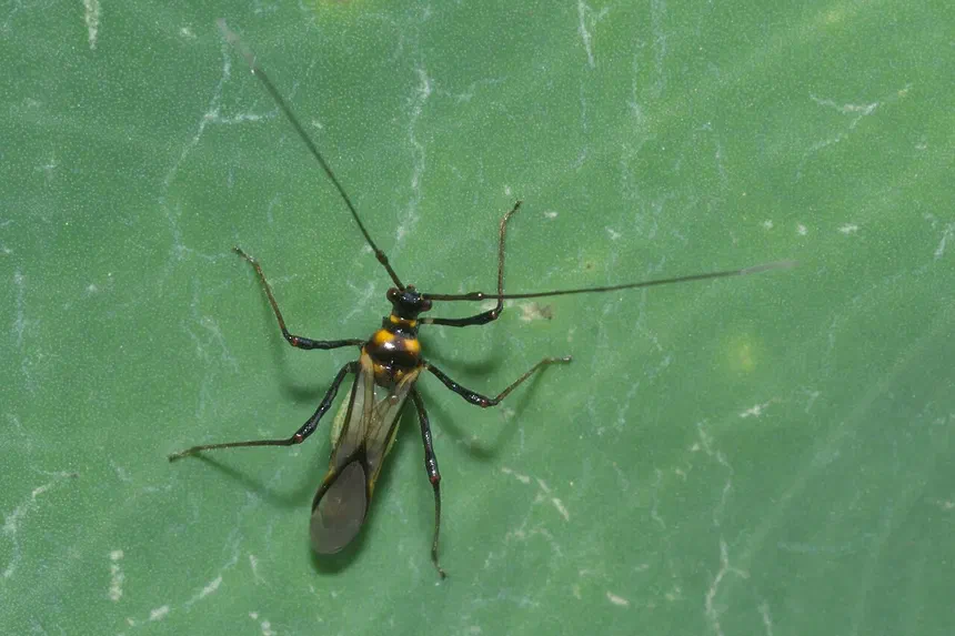 Plant bugs
