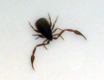 Pseudoscorpions