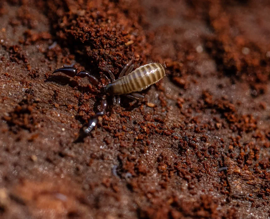 Pseudoscorpions