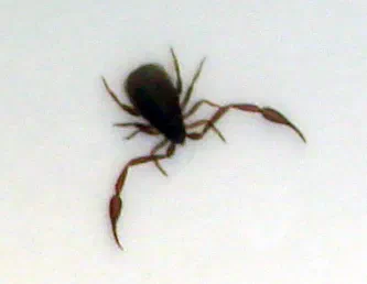Pseudoscorpions
