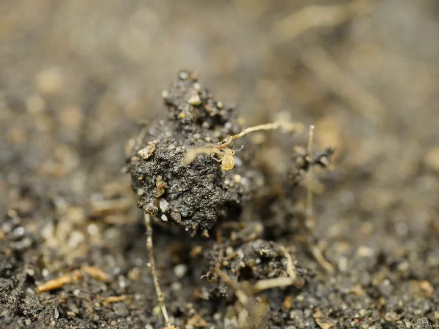 Springtails