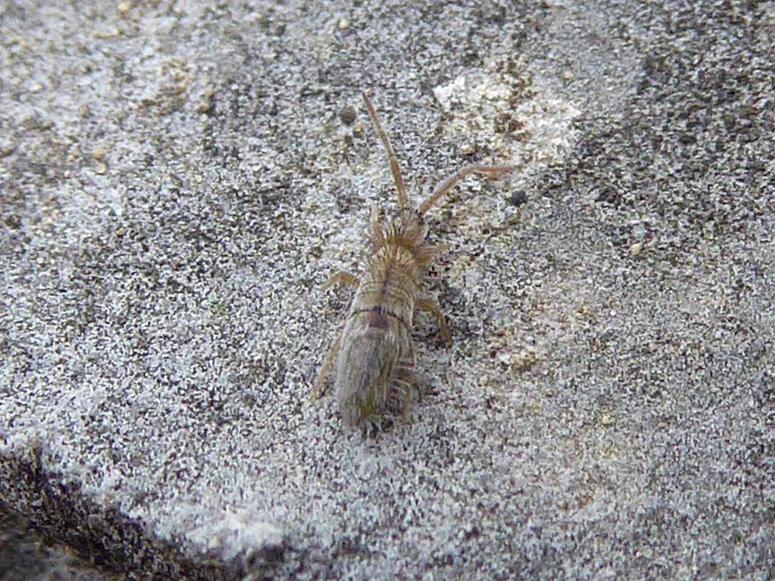 Springtails