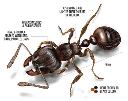 Pavement Ant