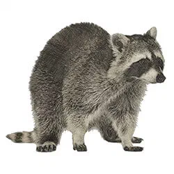 Wildlife