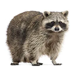 Raccoons
