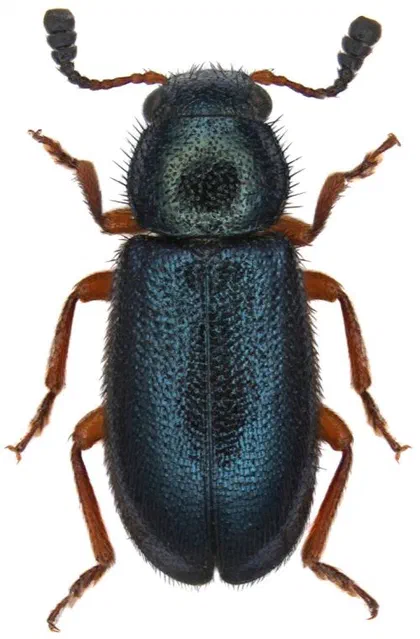Red-legged Ham Beetle