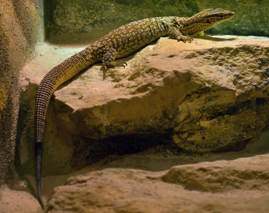 Ackie Monitor