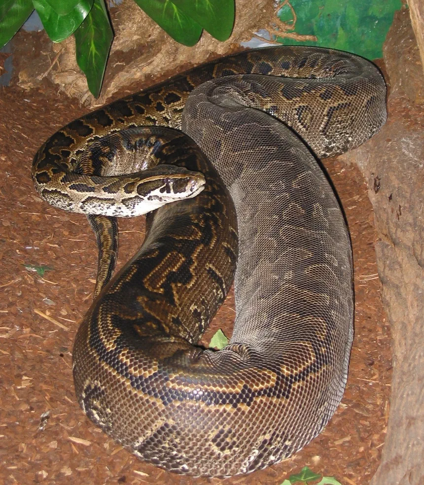 African Rock Python