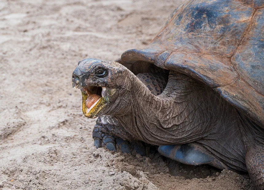 Aldabra Giant Tortoise