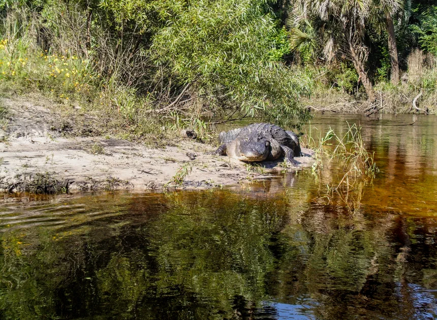 American Alligator