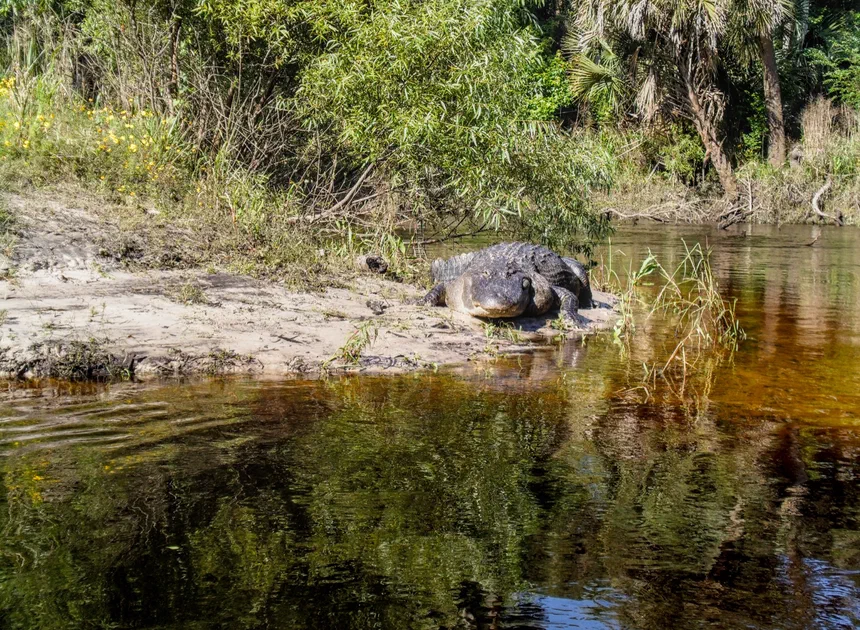 American Alligator