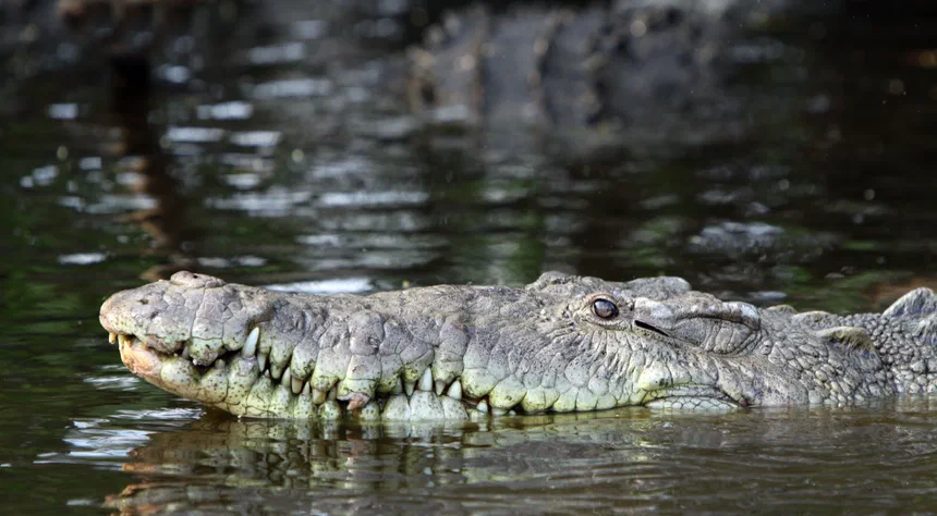 American Crocodile