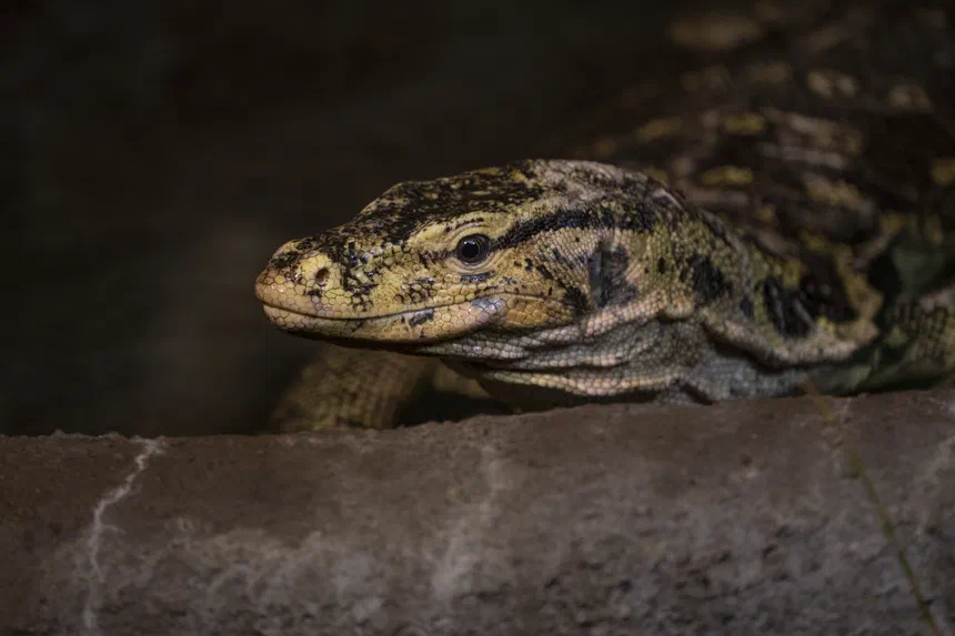 Asian Water Monitor