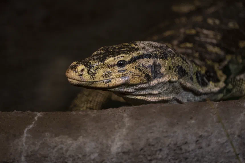 Asian Water Monitor