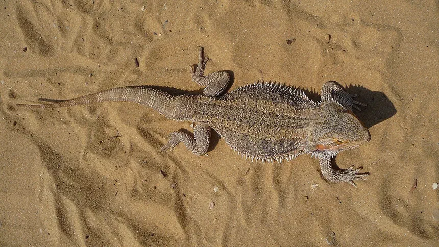 Bearded Dragon