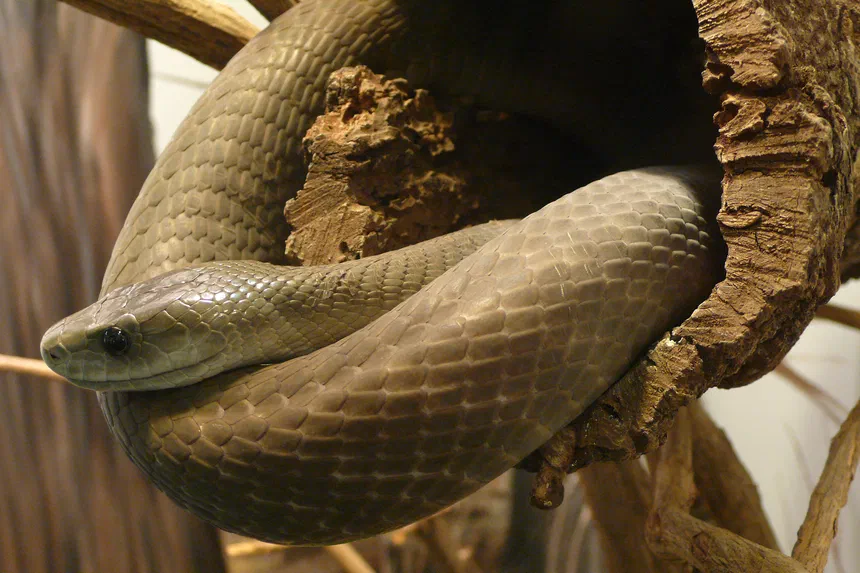 Black Mamba
