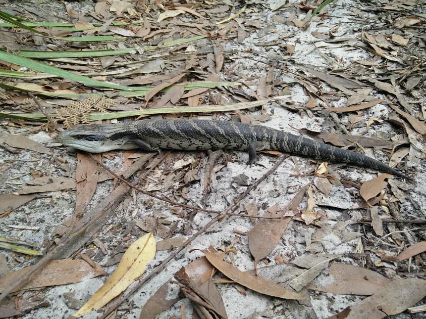 Blue-Tongued Skink