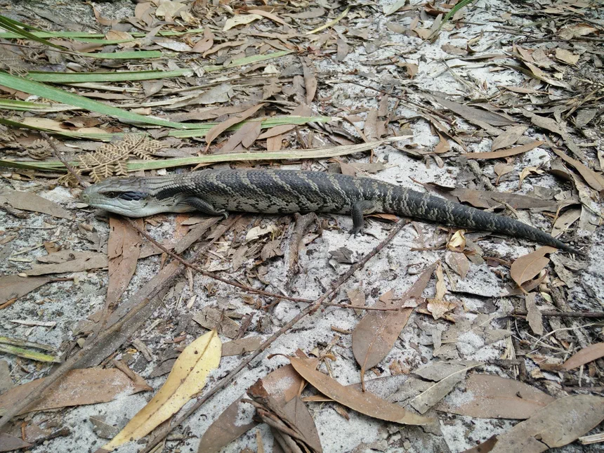 Blue-Tongued Skink