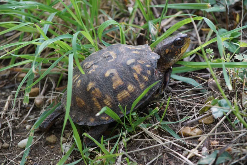 Eastern Box Turtle