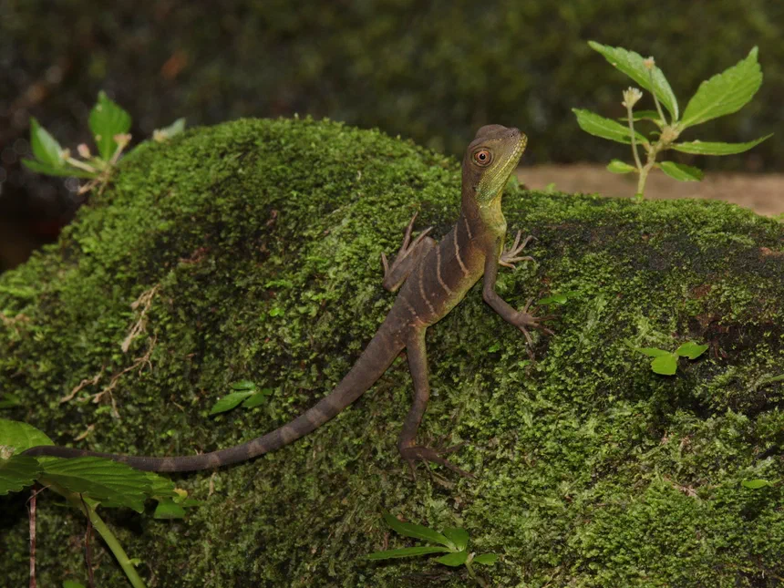 Chinese Water Dragon