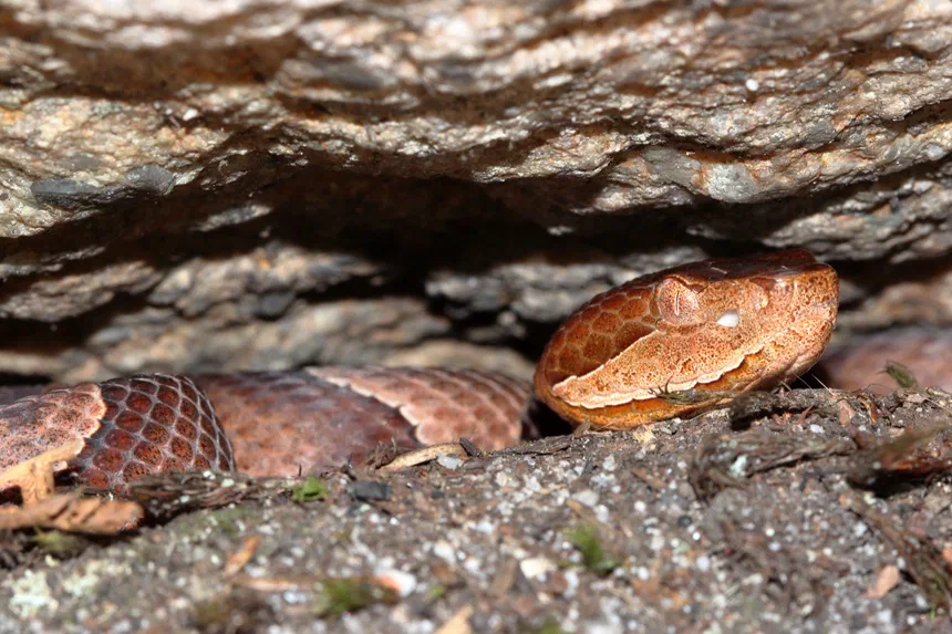 Copperhead