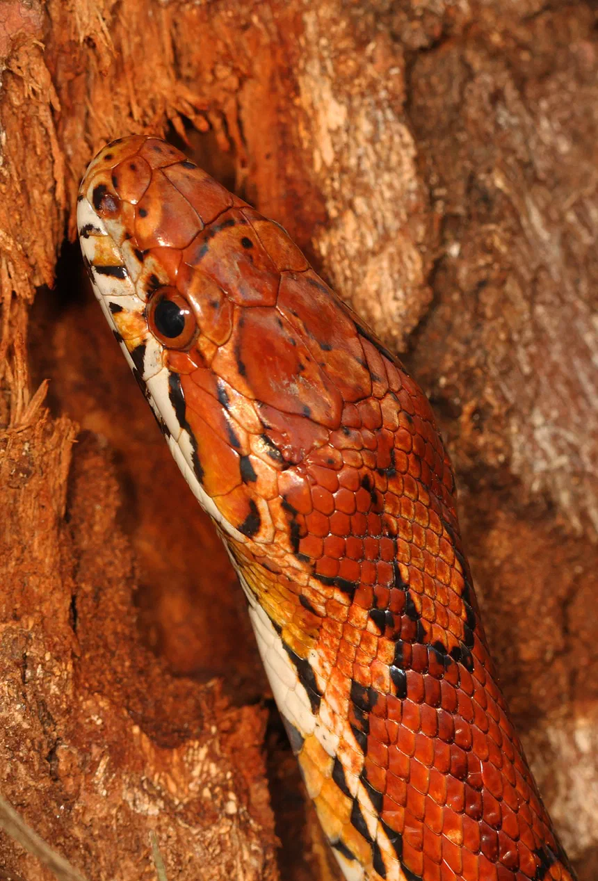Corn Snake