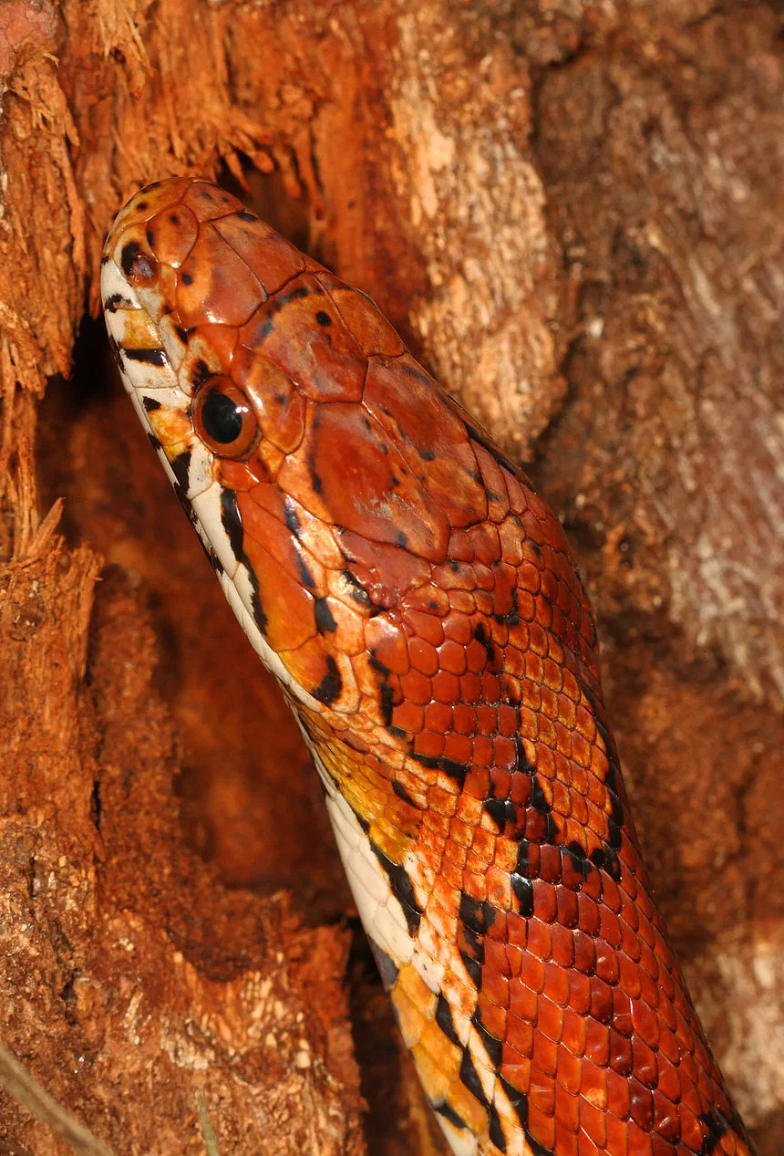 Corn Snake