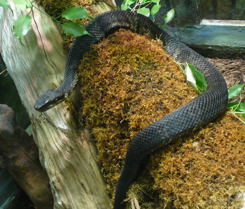 Cottonmouth