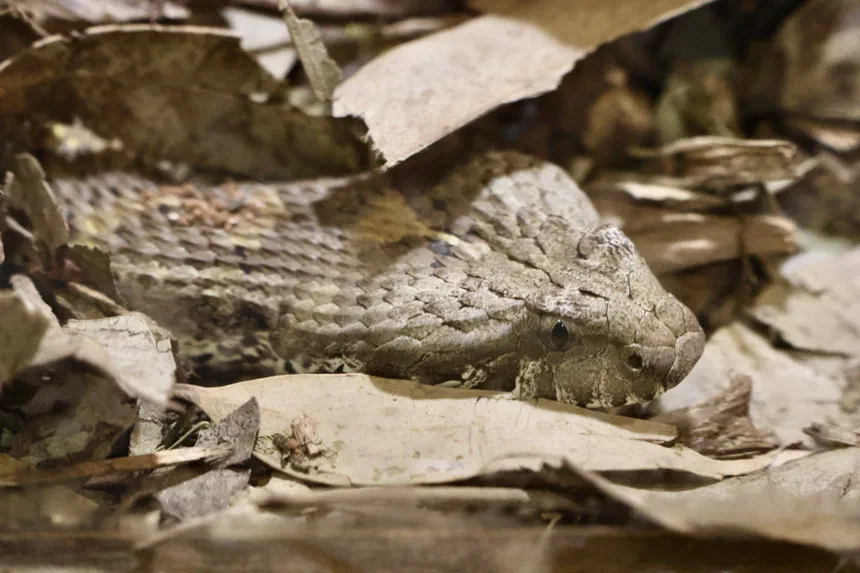 Common Death Adder