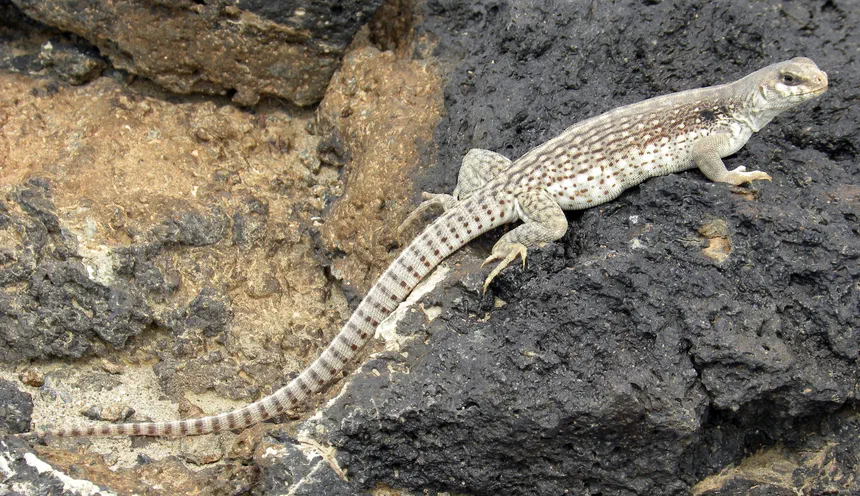 Desert Iguana