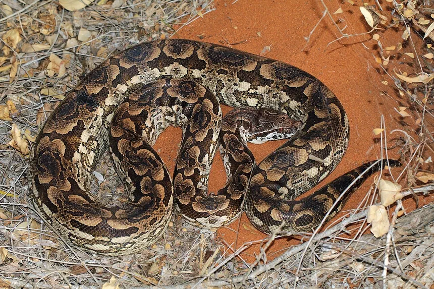 Dumeril's Boa