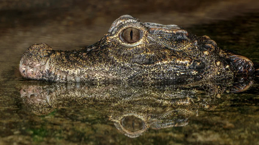 Dwarf Crocodile