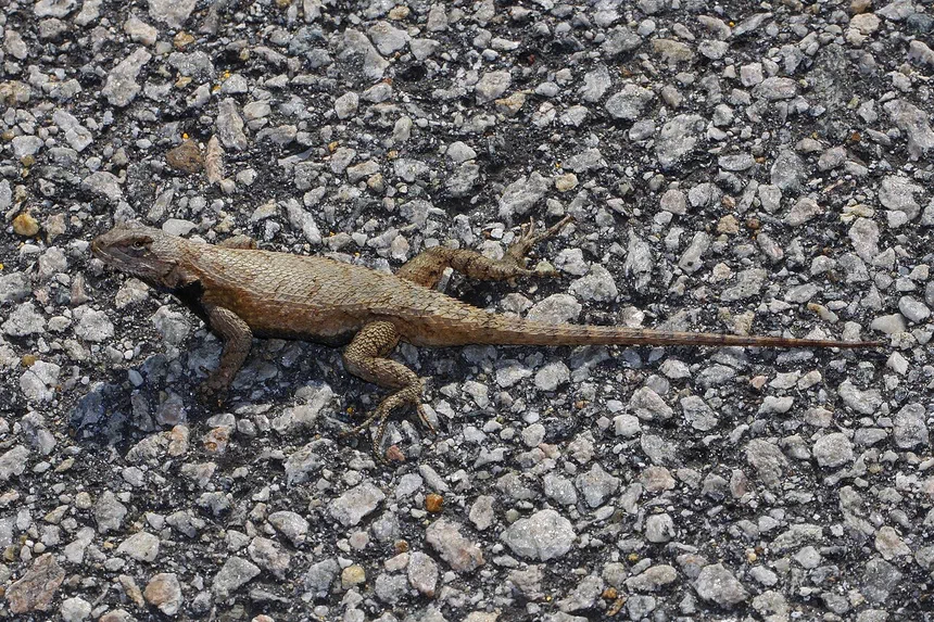 Eastern Fence Lizard