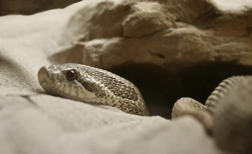 Eastern Hognose Snake