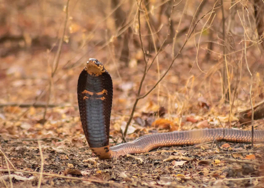 Egyptian Cobra