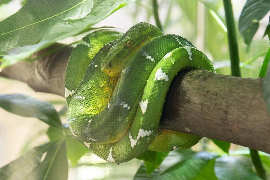 Emerald Tree Boa