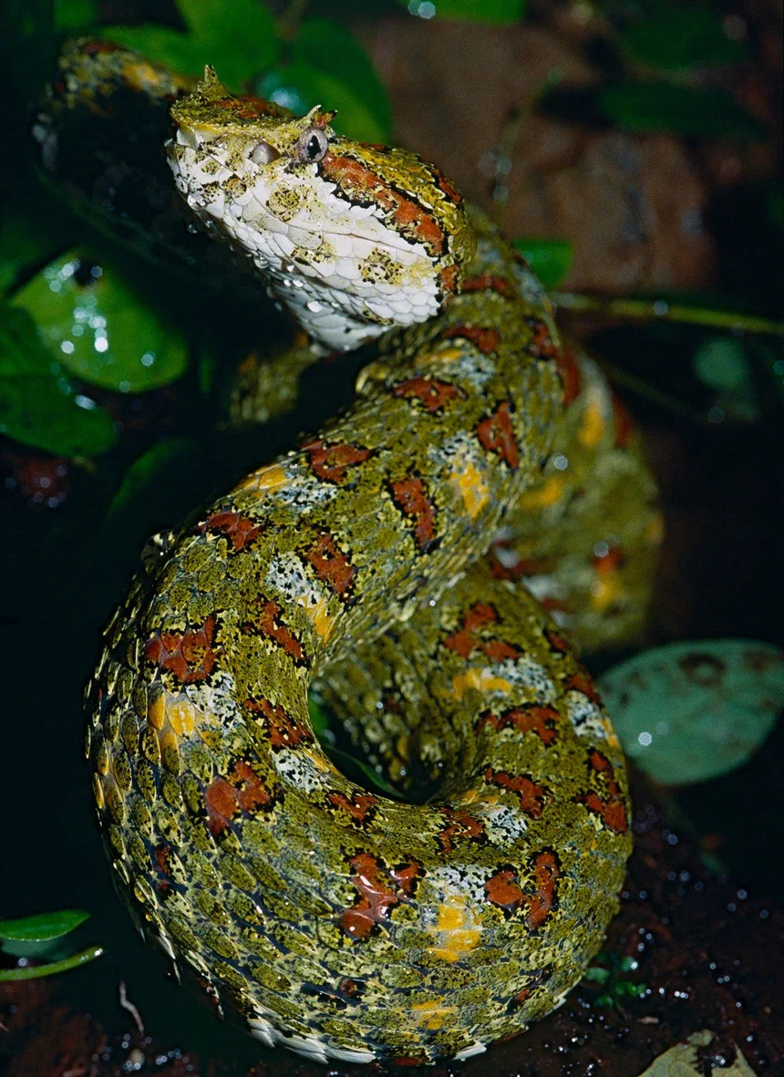 Eyelash Viper