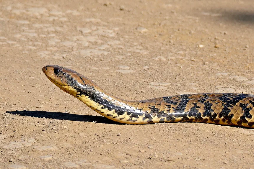 False Water Cobra