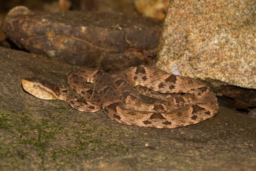 Fer-de-Lance