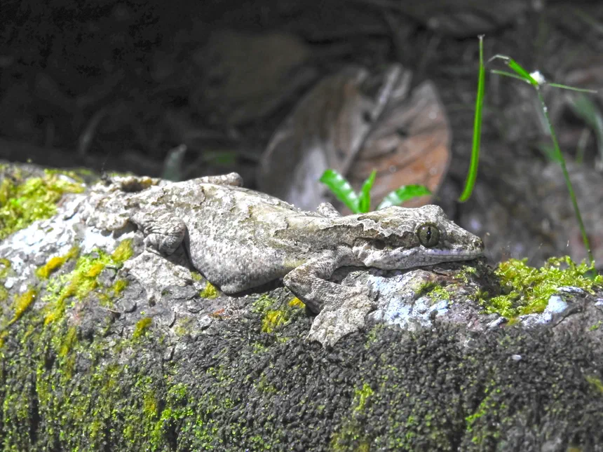 Flying Gecko