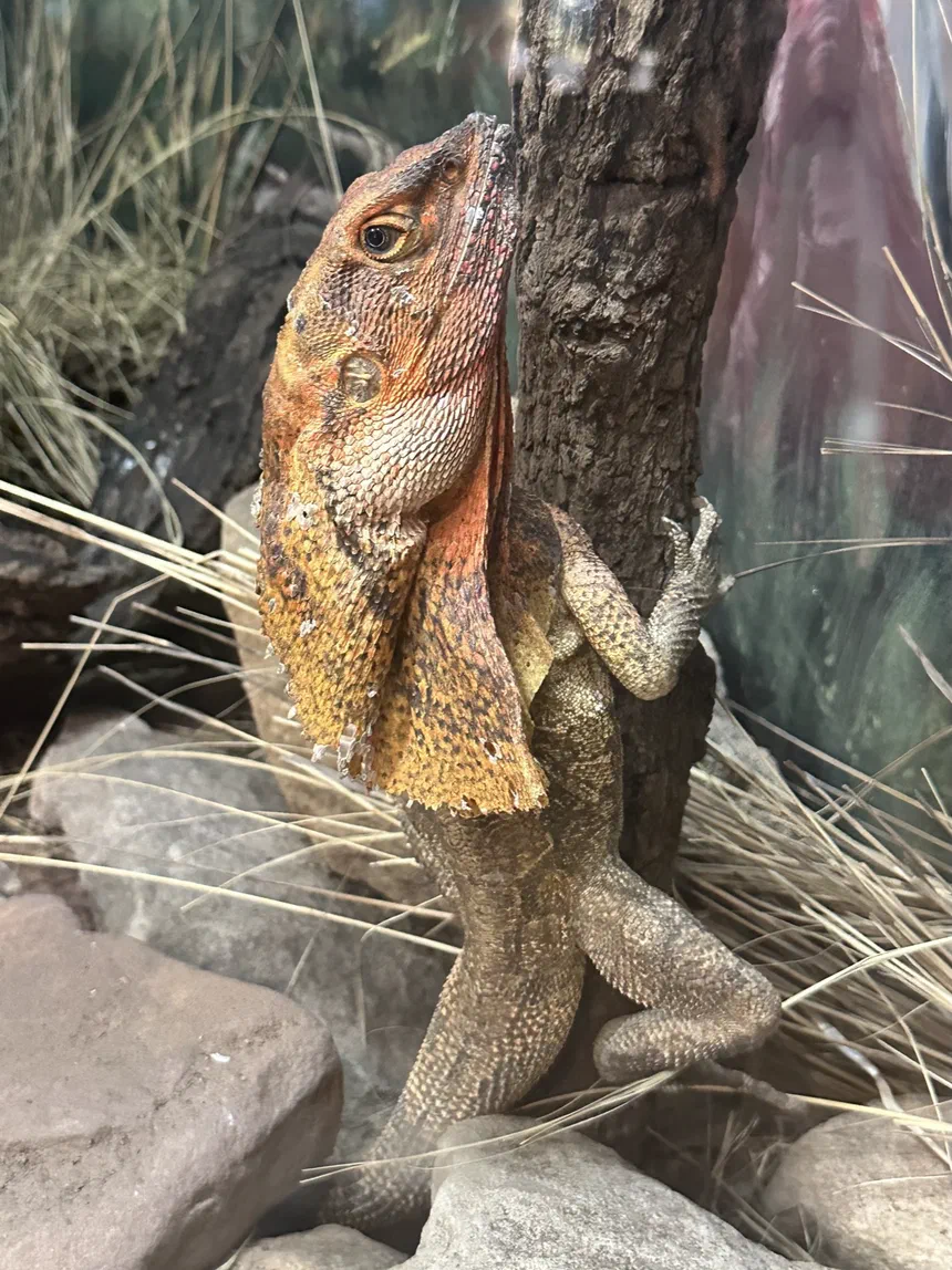Frilled Lizard
