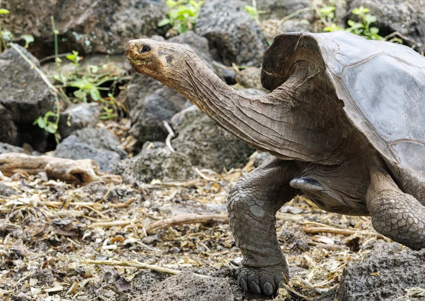Galapagos Tortoise
