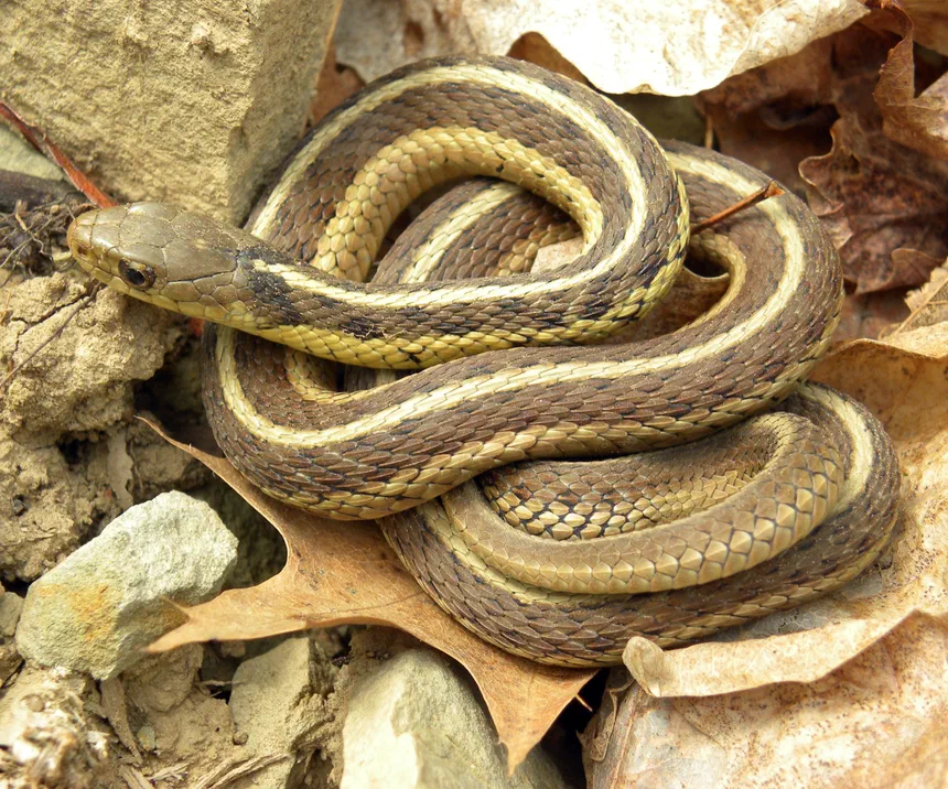 Common Garter Snake