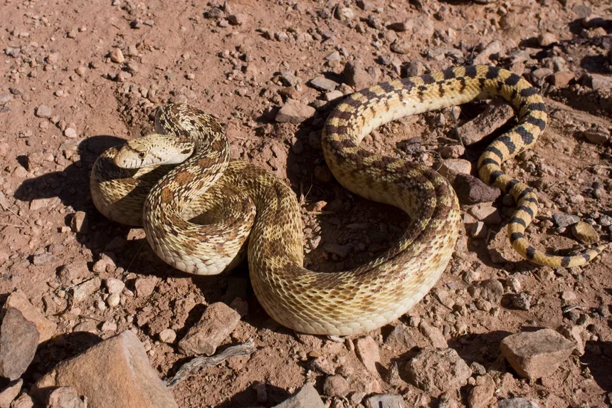 Gopher Snake