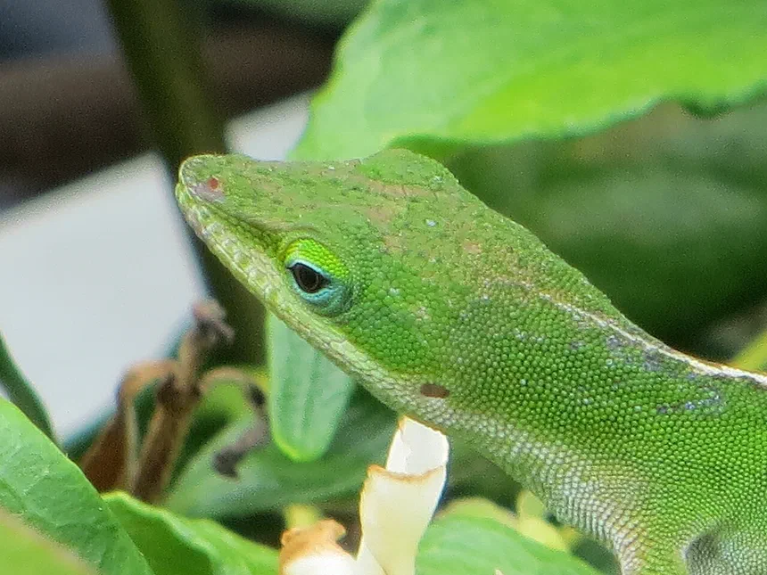 Green Anole