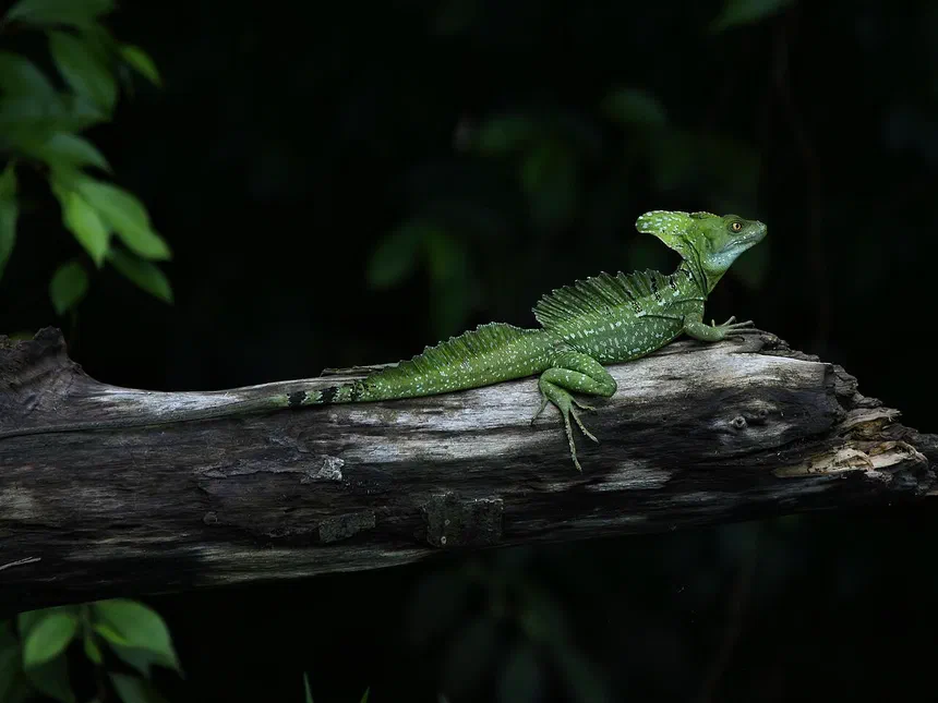 Green Basilisk